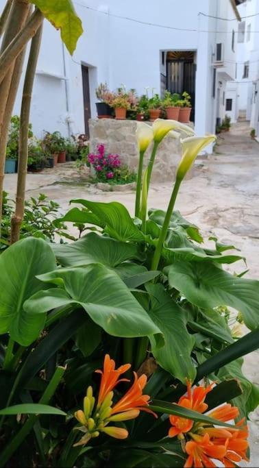 הוילה וחר דה לה פרונטרה Casa Francisca En El Casco Antiguo מראה חיצוני תמונה